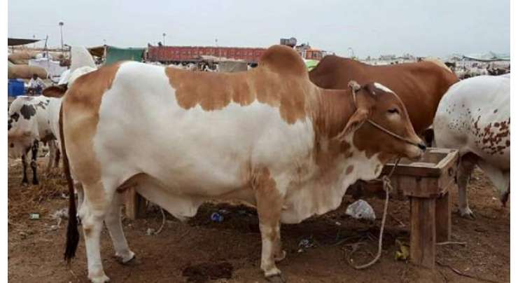کوئٹہ میں لگنی والی مویشی منڈی میں عید سے ایک دن قبل ہی جانوروں کی قلت ہوگئی