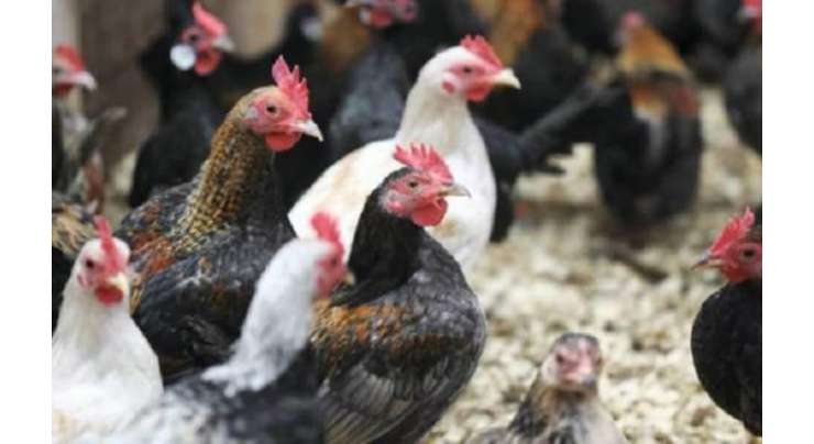 وزیر اعظم ویژن:6 رکنی مرغیوں کا یونٹ 1200 روپے میں عوام میں تقسیم کا سلسلہ شروع