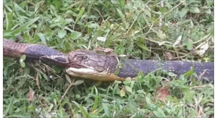 کوبرا سانپ ایک دوسرے کو ہی کھاتے رہتے ہیں۔ ایک نئی تحقیق