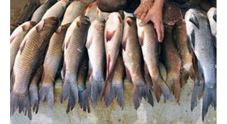 مچھلیوں کی برآمدات میں گزشتہ ماہ کے دوران 13 فیصد اضافہ ہوا، ادارہ برائے شماریات