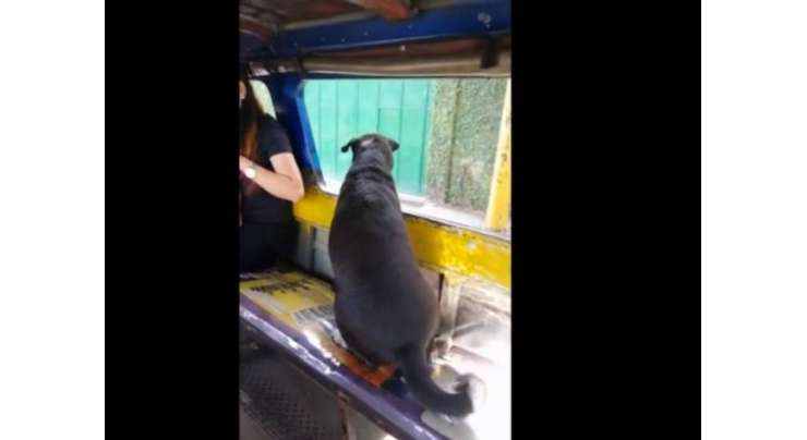 کتا اکیلا ہی بس میں سوار ہو کر پیچھا کرتے ہوئے مالکن تک جا پہنچا
