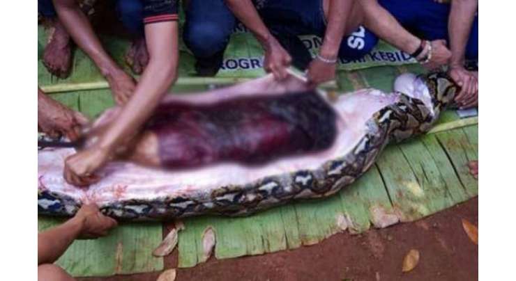 انڈونیشیا میں 27 فٹ طویل اژدھا خاتون کو زندہ نگل گیا‘علاقے میں خوف وہراس