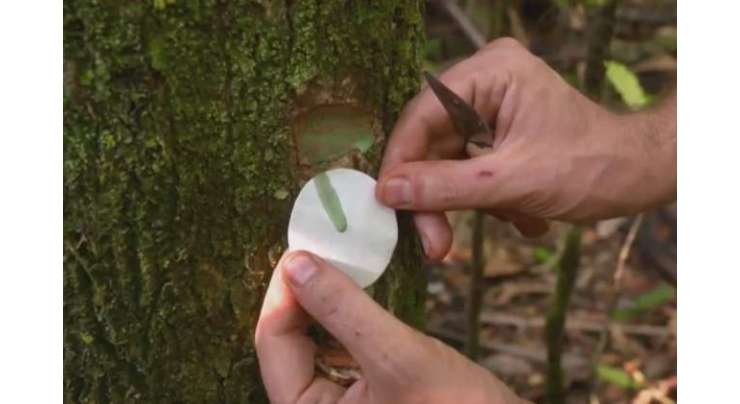نایاب درخت جو اپنے تنوں، پتوں اور بیجوں میں زنک اور نکل جیسی بھاری دھاتیں ذخیرہ کر سکتے ہیں