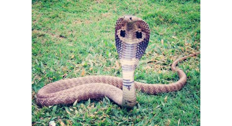 بھارتی شخص  نشے کے لیے کوبرا سانپ  کو اپنی زبان پر کٹواتا ہے