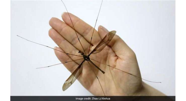 چین میں پائے جانے والے جناتی مچھروں کے پروں کا پھیلاؤ 11.15 سینٹی میٹر ہے