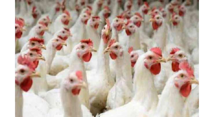 ضلع چکوال کے مختلف مقامات پر مہنگے داموں مرغی کے گوشت فروخت