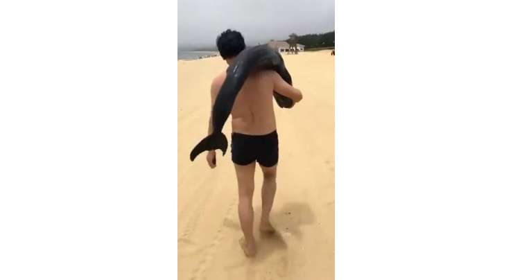 سیاح نے ساحل سے ڈولفن چرائی اور آرام سے چلتا بنا