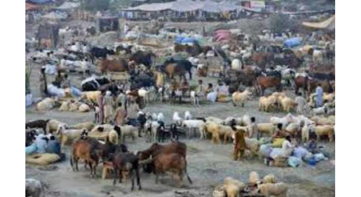 پشاور میں قربانی کیلئے مویشی منڈیوں میں رش بڑھ گیا‘