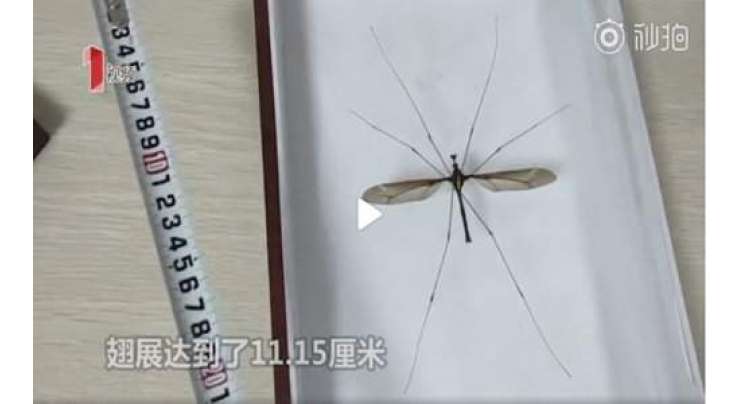 چین سے ملنے والے مچھر کو دنیا کا  سب سے بڑا مچھر قرار دے دیا گیا
