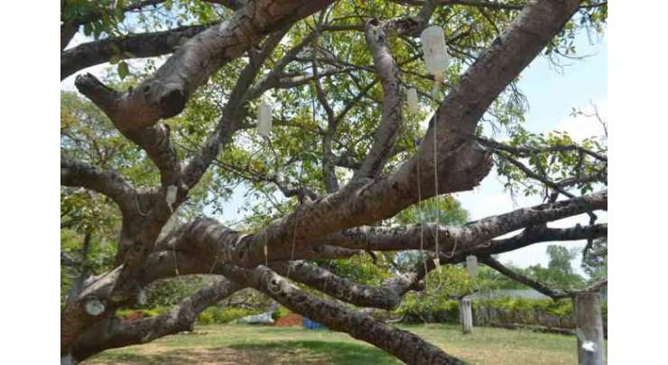 دیمک سے بچانے کے لیے 700 سال پرانے درخت کو ڈرپ لگا دی گئیں