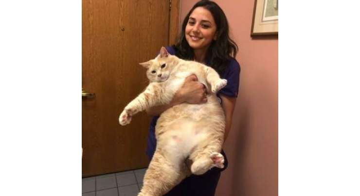 15 کلوگرام  وزنی موٹی بلی کا وزن مخصوص خوراک کھلا کر کم کیا جائے گا