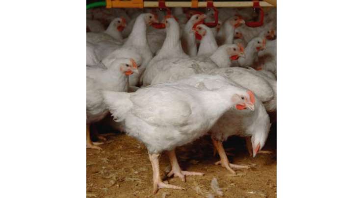 مرغی کے گوشت کی قیمت 800 روپے سے تجاوز کر گئی