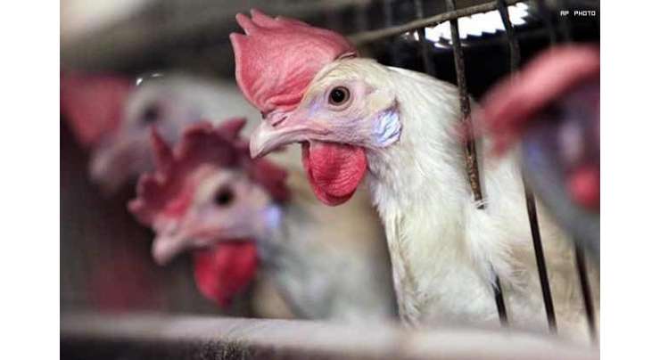 مرغی کے گوشت کی قیمت 1200 روپے کی ہوشربا سطح تک پہنچ گئی