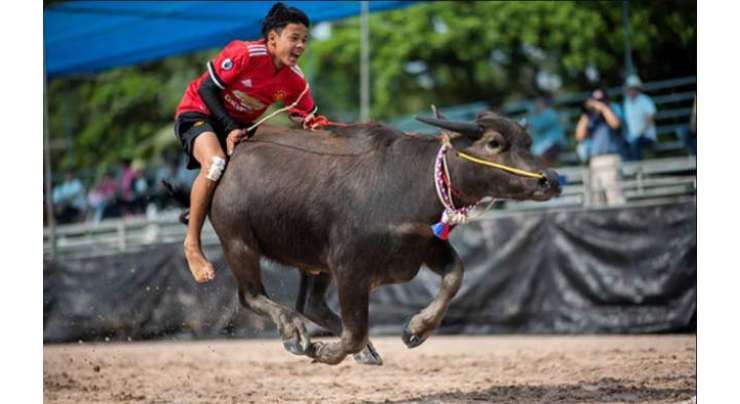تھائی لینڈ میں 500 بھینسوں کی دوڑ