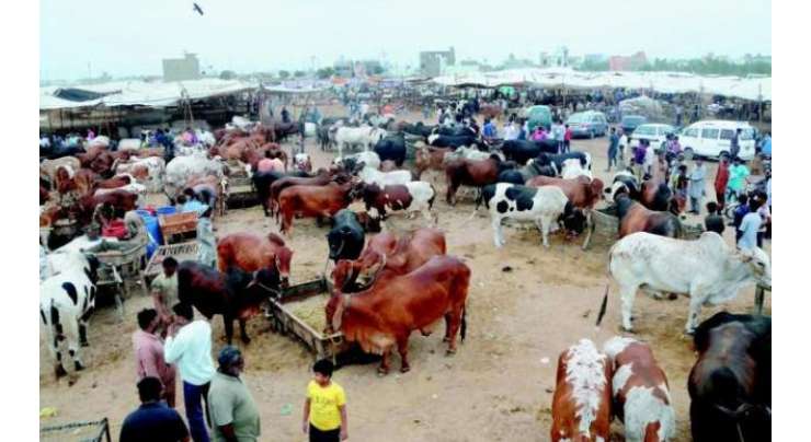 حکومت پنجاب نے کورونا کے بڑھتے کیسز کے باعث بغیر ماسک مویشی منڈیوں میں داخلے پر پابندی عائد کردی