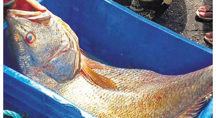 بھارت، غریب مچھیرے کی مچھلی ساڑھے 5 لاکھ روپے میں فروخت