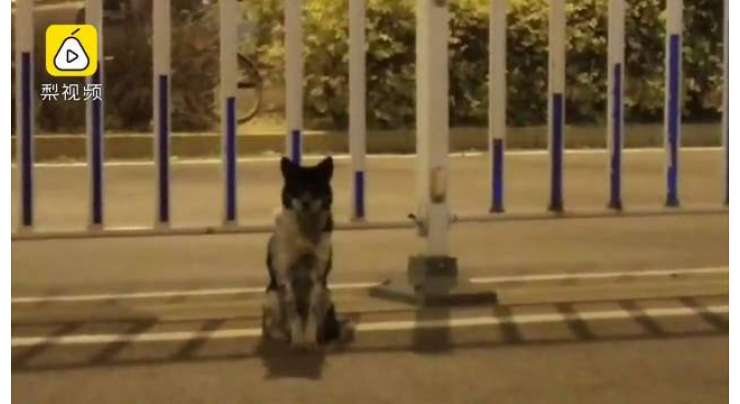 یہ کتا 80 دنوں سے اس سڑک پر بیٹھا انتظار کر رہا ہے  جہاں  اس کی مالکن کی وفات ہوئی تھی