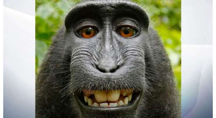 بندروں کو حقوق ملکیت نہیں دئیے جا سکتے۔ امریکی عدالت نے بندر کی مشہور زمانہ سیلفی  کے مقدمے کا فیصلہ سنا دیا