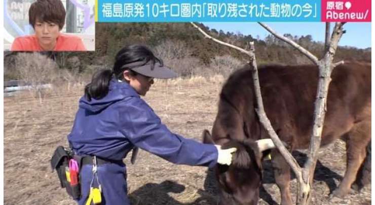 ایک بہادر خاتون اپنی زندگی کو خطرے میں ڈال کر  فوکوشیما: تابکارعلاقے میں موجود جانوروں کی دیکھ بھال کرتی ہے