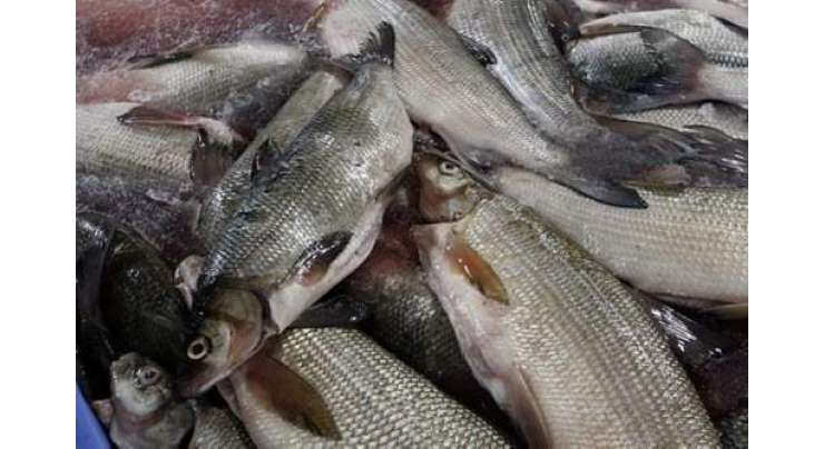رواں مالی سال کے پہلے 6ماہ میں مچھلی کی برآمدات میں 14فیصد اضا فہ