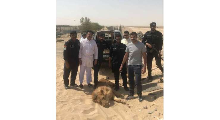 کویت: شیر کی رہائشی علاقے میں دِن دیہاڑے سیر سپاٹے کی ویڈیو وائرل ہو گئی