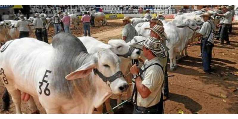 مویشیوں کا مقابلہ حسن 26 اپریل کو ہوگا