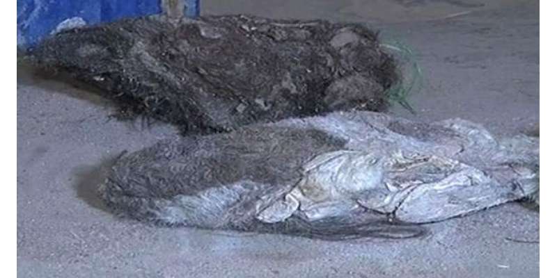 کراچی میں گودام سے گدھوں اور کتوں کی کھالوں سے بھری درجنوں بوریاں برآمد