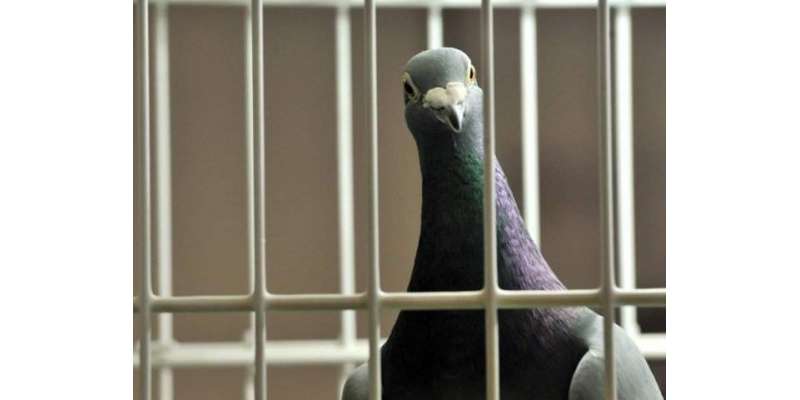 ’پاکستانی کبوتر‘ نے بھارتی سکیورٹی حکام کی نیندیں اڑا دیں