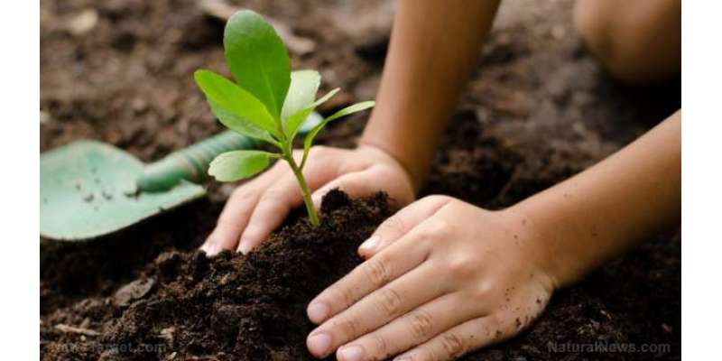 پودے لگانا کافی نہیں اصل کام انکی نگہداشت ہے، پودوں کی حفاظت اپنی اولاد ..