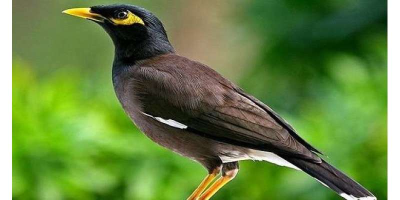 پاکستانی مینائوں میںٹریکومونوسِس کا انکشاف،دیگر پرندوں میں بھی منتقل ..