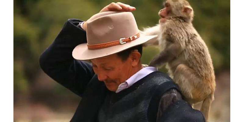 ملیے بندروں کے باپ سے۔تبت سے تعلق رکھنے والے شخص نے اپنی زندگی بندروں ..
