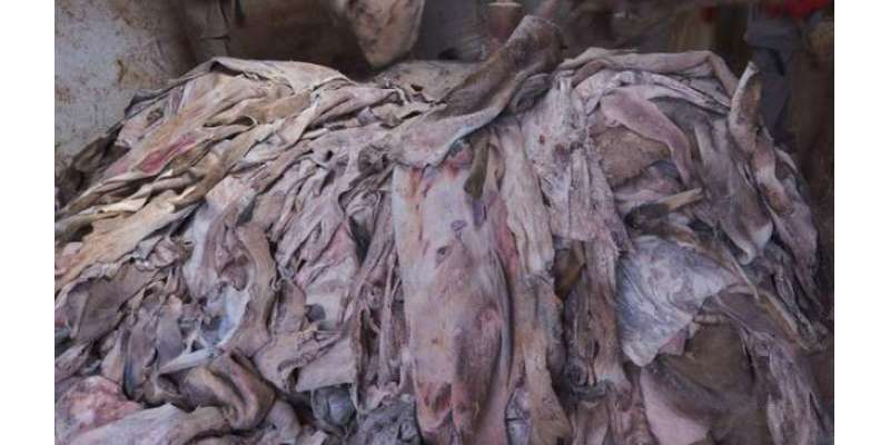کراچی میں پولیس کاگودام پر چھاپا،گدھوں اور کتوں کی کھالوں سے بھری 40 ..