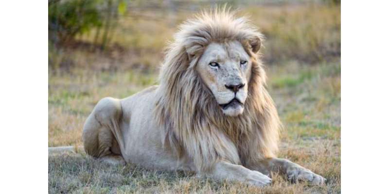 جنوبی افریقا کی حکومت  جان بوجھ کرنایاب سفید شیر کو قتل کرانے کے لیے ..