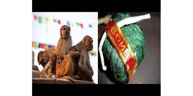 کریکر بم سے لیس بندروں کا حملہ، 3راہگیر زخمی
