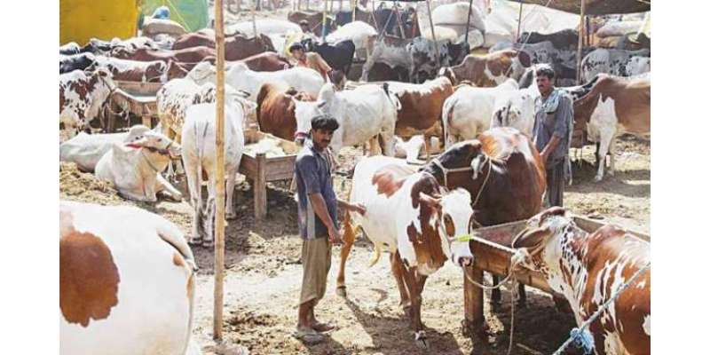 کراچی سپرہائی وے پر قربانی کے جانوروں کی ایشیامیں سب سے بڑی مویشی منڈی ..