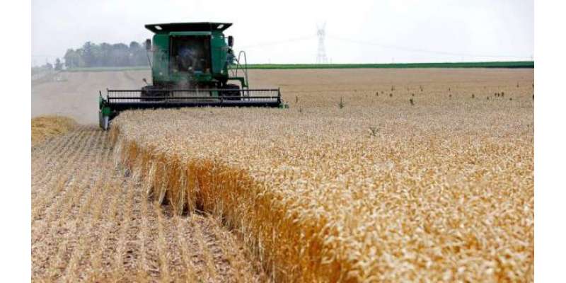گندم کی فصل کو تین سے چار مرتبہ پانی دینے سے بھر پور پیداوار حاصل کی ..