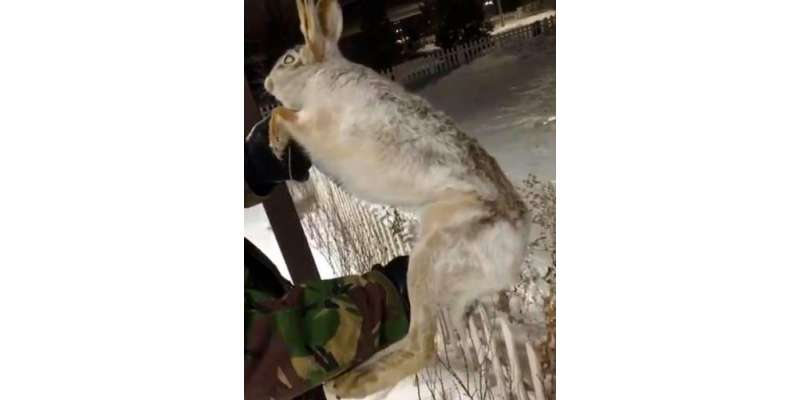 منفی 56 ڈگری سینٹی گریڈکی زبردست سردی  نے  ایک کتے اور خرگوش   کو سیکنڈوں ..