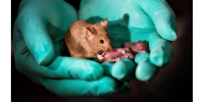سائنسدانوں نے صرف دو مادہ چوہوں سے بچے پیدا کر لیے