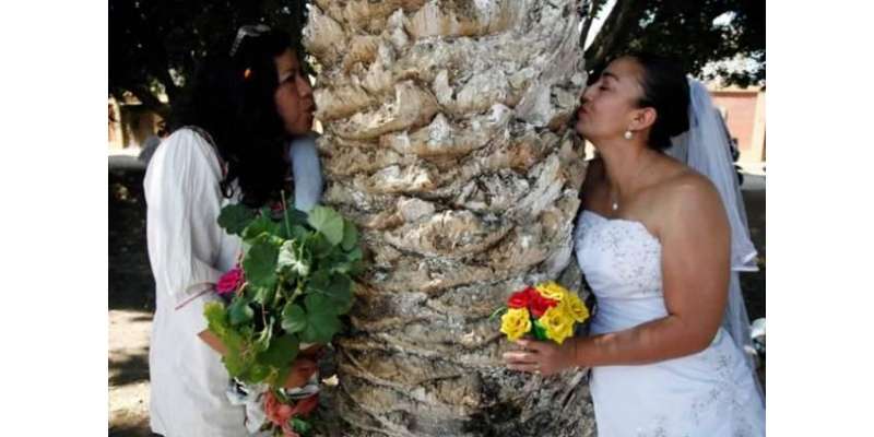 خواتین نے درختوں کو بچانے کے لیے اُن سے شادیاں کرنی شروع کر دیں