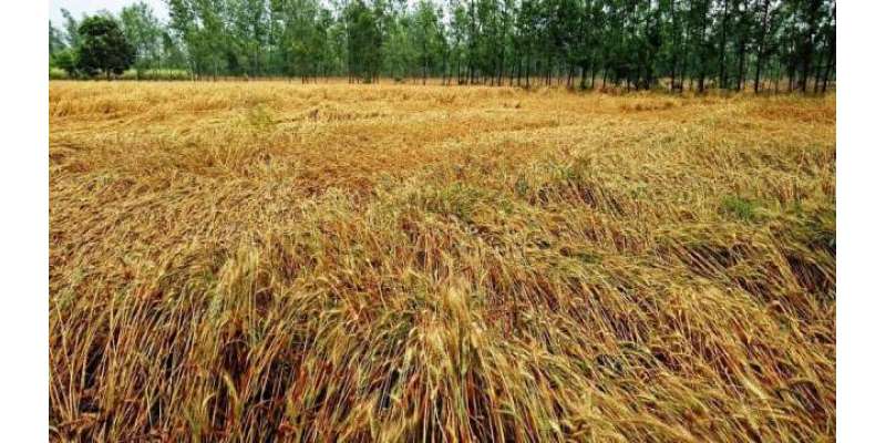 پاکستان دنیابھر میں گندم پیداکرنے والے ممالک میں ساتویں، کپاس میں ..