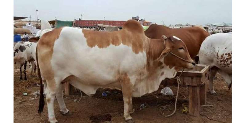 کوئٹہ میں لگنی والی مویشی منڈی میں عید سے ایک دن قبل ہی جانوروں کی قلت ..