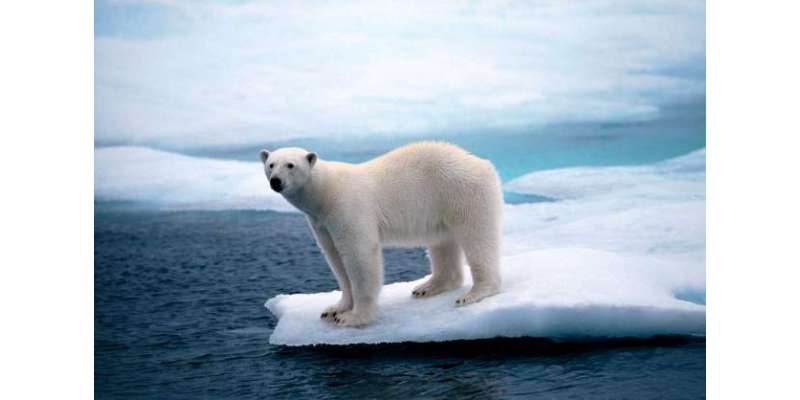 قطب شمالی کی پگھلتی برف ‘سمندروں کی بلند ہوتی سطح دنیا کے لیے خطرہ