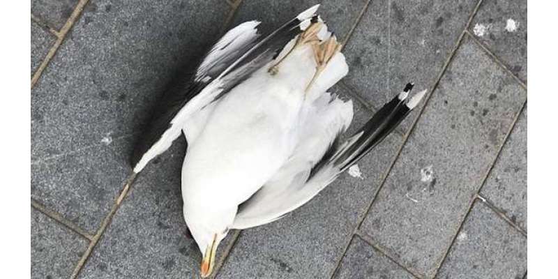 برطانوی پولیس پرندے کو ہلاک کرنے والے شخص کی تلاش میں،تحقیقات کا آغاز