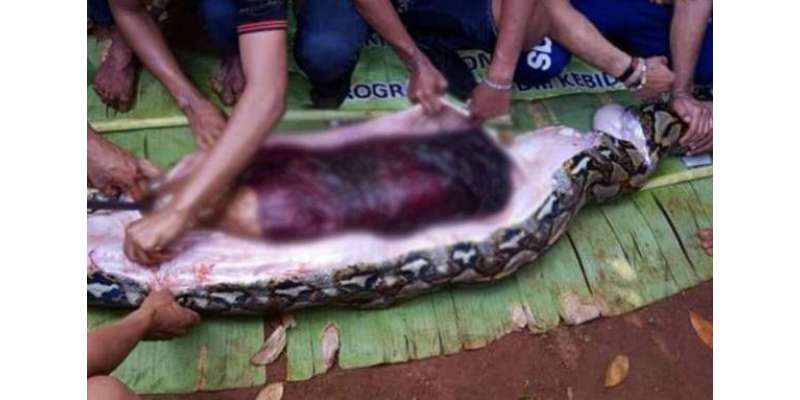 انڈونیشیا میں 27 فٹ طویل اژدھا خاتون کو زندہ نگل گیا‘علاقے میں خوف وہراس