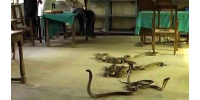 بھارتی ریاست مہاراشٹرا کے ایک سکول کے کچن سے درجنوں زہریلی سانپ نکل ..