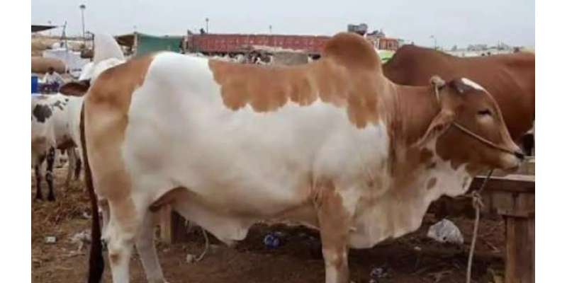 پنجاب حکومت کا ملتان میں 43 ایکڑ رقبے پر جدید طرز کی ماڈل مویشی منڈی ..