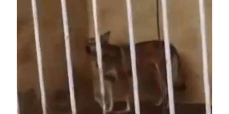 چینی چڑیا گھر میں شیر کے پنجرے میں کتوں کو دیکھ کر شہریوں کو شدید غصہ