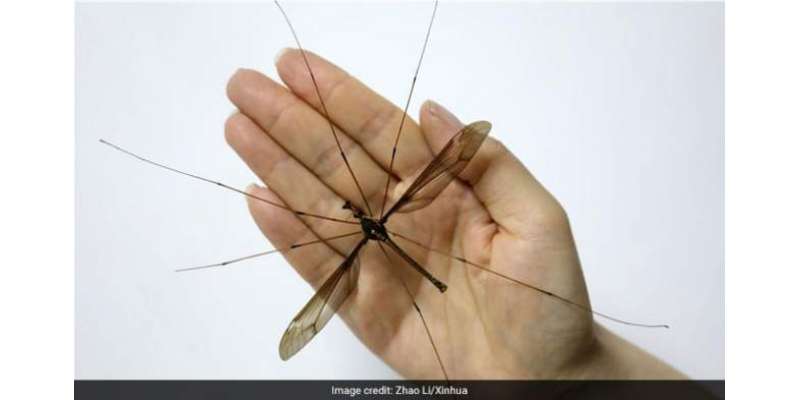 چین میں پائے جانے والے جناتی مچھروں کے پروں کا پھیلاؤ 11.15 سینٹی میٹر ..