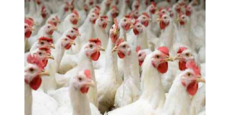 لاہور ، اوپن مارکیٹ میں برائیلر مرغی کے گوشت کی قیمت میں اضافے کا رجحان ..