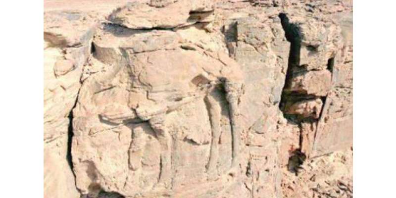 سعودی عرب ، اونٹوں کے 2 ہزار سال پرانے باقیات دریافت کر لیے گئے